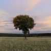 1_1_baumhome