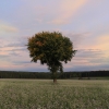 1_baumhome