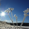 1_januar-19blumehome