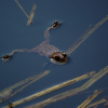 2_froschhome