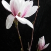 20. April 2018