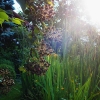 Unsere Garten (26. Juni 2018)