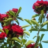 Gartenrosen Juni 2018