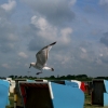 Marion Lucka: Büsum (2007)
