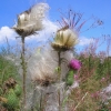 Marion Lucka: Distel am Brutteich (2014)