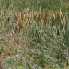 Marion Lucka (2012