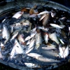 Marion Lucka: Fische (2003)