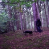 Marion Lucka: Letzter Spaziergang mit Gismo (2015)