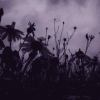 Marion Lucka: Margeriten, dunkel (2015)