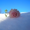 Marion Lucka: Geburtstagsrose (2015)