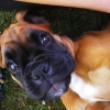 Boxerbesuch (9. Juli 2018)